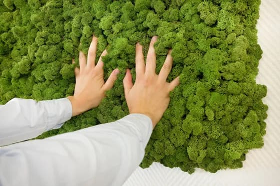 Individuelle immergrünen Mooswand Elemente 3